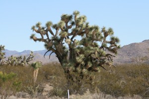 Joshua Tree