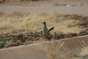 Der Roadrunner - ihn gibt es nicht nur als Cartoon, sondern auch in echt!