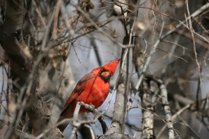 Ein neugieriger Cardinal