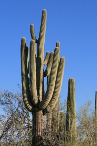Saguaro Kaktus