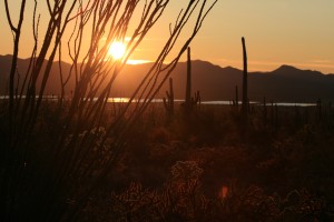 Sonnenuntergang in der Sonoran Desert