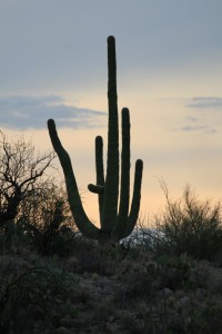 Saguaro Kaktus bei Sonnenuntergang