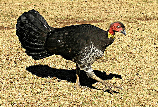 Australian Brush Turkey - image by P. Pouliquin from commons.wikimedia.org