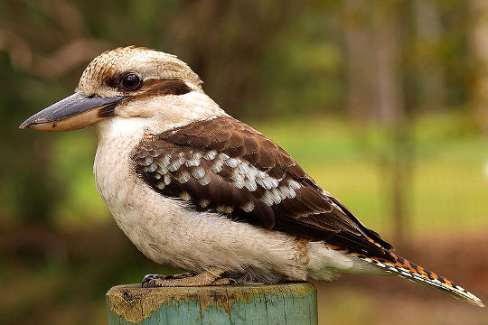 Australian Kookaburra - image by Eric Hossinger from commons.wikimedia.org