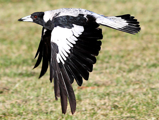 Australian Magpie - by Fir0002/Flagstaffotos from commons.wikimedia.org under http://en.wikipedia.org/wiki/GNU_Free_Documentation_Licenseer 